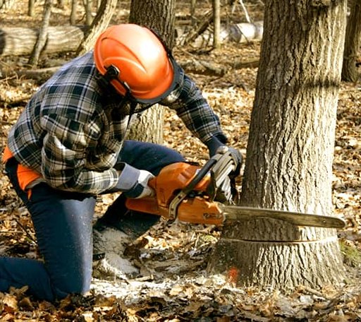 Tree Removal in Barton, MD